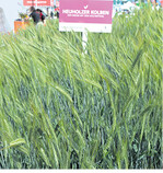 I.G. Saatzucht hat neu Emmer wie den weißen Emmer Heuholzer Kolben im Vertrieb.