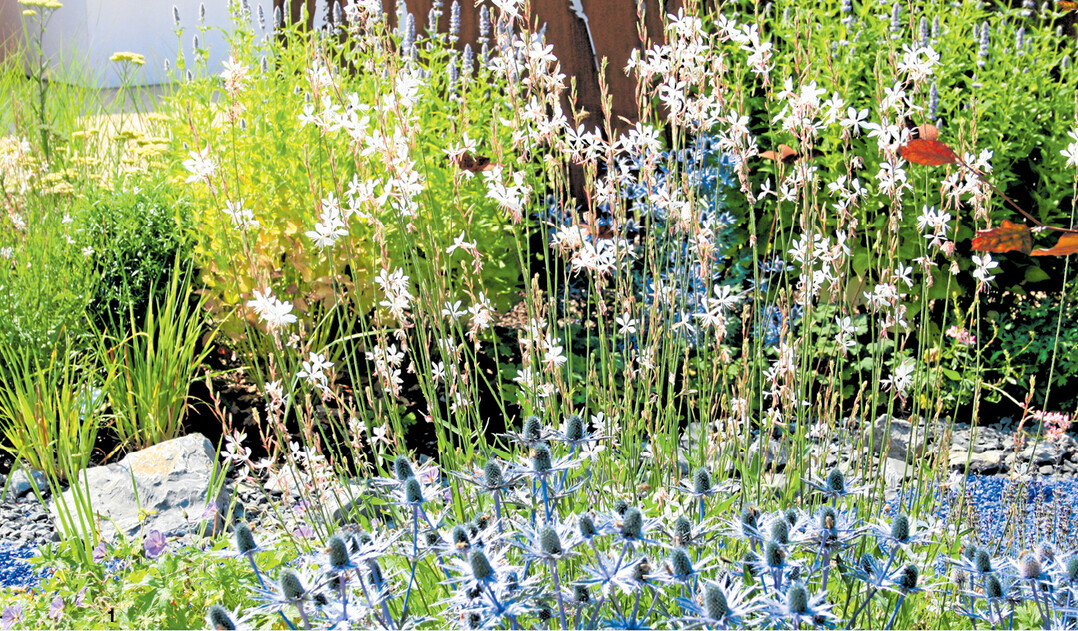 Im Hochsommer kontrastiert die Gaura mit dem Stahlblau der Edeldisteln.