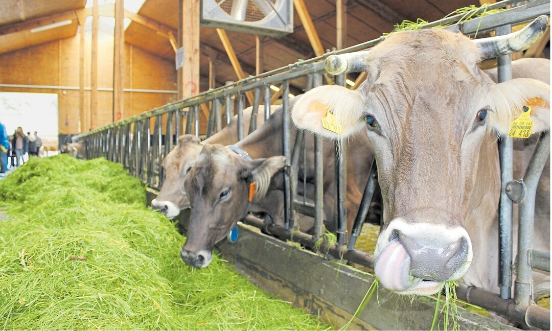 Hochwertiges Futter gibt beste Milch für starke Marken: Die Molkereien im Land haben sich 2016 sehr gut geschlagen.