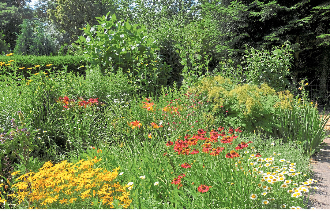 Die Staudenbeete im Garten von Ingrid Kusserow stehen in voller Blüte. Diesen Teil des Gartens in Buchhorn hat die leidenschaftliche Gärtnerin als erstes angelegt. Jetzt im Juni dominieren gelbe, orangerote und weiße Blüten.