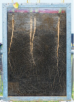 Die Wurzeln von Raps reichen tief und lockern den Boden auf.