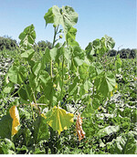 Samtpappeln müssen strikt entsorgt werden.