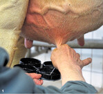 Stellt man beim Vormelken fest, dass das Euter nicht in Ordnung ist, muss als erste Maßnahme ein Schalmtest durchgeführt werden. Bei der Kuh ist zudem bereits eine Rötung des Euters erkennbar.