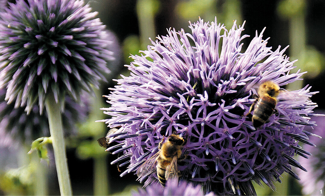 Kugeldisteln werden gerne von Bienen und Hummeln besucht.
