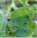 Die Larven des Kartoffelkäfers können im Bestand große Schäden anrichten, wenn man sie nicht ausreichend bekämpft.