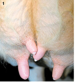 Hyperkeratosen: Typische Zeichen übermäßiger Gewebebelastung und Wegbereiter der Mastitis.