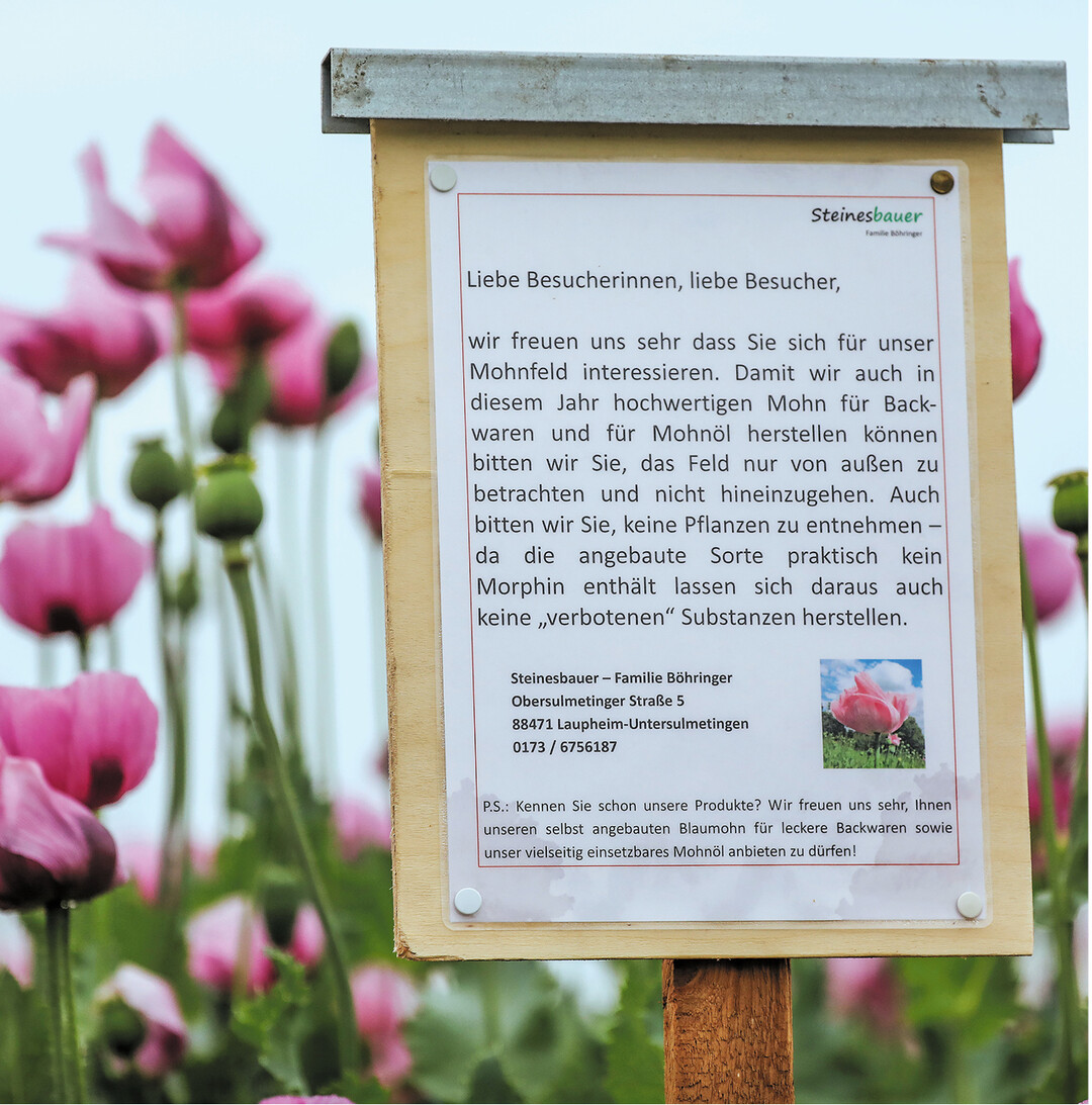 Ein blühendes Mohnfeld mit Blaumohn (Papaver somniferum) in Laupheim-Untersulmetingen. Diese Mohnsorte enthält fast kein Morphin und eignet sich zum Backen.