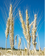 Die Triticale wird in den Marktorientierungspreisen der Südwestdeutschen Warenbörsen nicht mehr veröffentlicht.