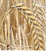 Die Preise für Gerste orientieren sich dieses Jahr an Weizen und Mais.