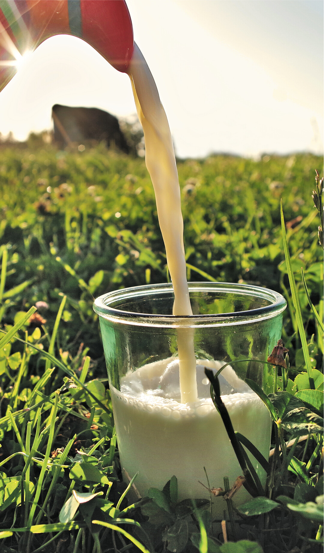 Der Ruf nach mehr Nachhaltigkeit ist das beherrschende Thema in der Milchwirtschaft. In der Erzeugung setzt sich GVO-freie Milch immer mehr durch. Auch der Anteil von Biomilch nimmt weiter zu. Der Milchmarkt 2019 war von einer außergewöhnlichen Stabilität geprägt. Die Extreme der Vorjahre zwischen der Fett- und Eiweißverwertung relativierten sich.