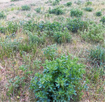 Luzerne überlebt, während Gras vertrocknet die Pfahlwurzeln der Leguminosen reichen bis zu fünf Meter tief in die Erde.