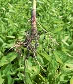 Fehlende Knöllchenbakterien kommen als Ursache für einen aufgehellten Sojabestand infrage.