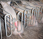 Fortan sollen Sauen nur noch für die Besamung im Kastenstand fixiert werden dürfen.