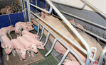 Im Abferkelstall sollen Sauen in Zukunft maximal fünf Tage um die Geburt der Ferkel herum fixiert werden können.