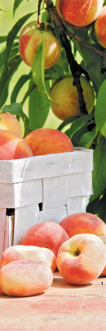 Pfirsiche und Aprikosen sind im Hochsommer beliebte Obstsorten.