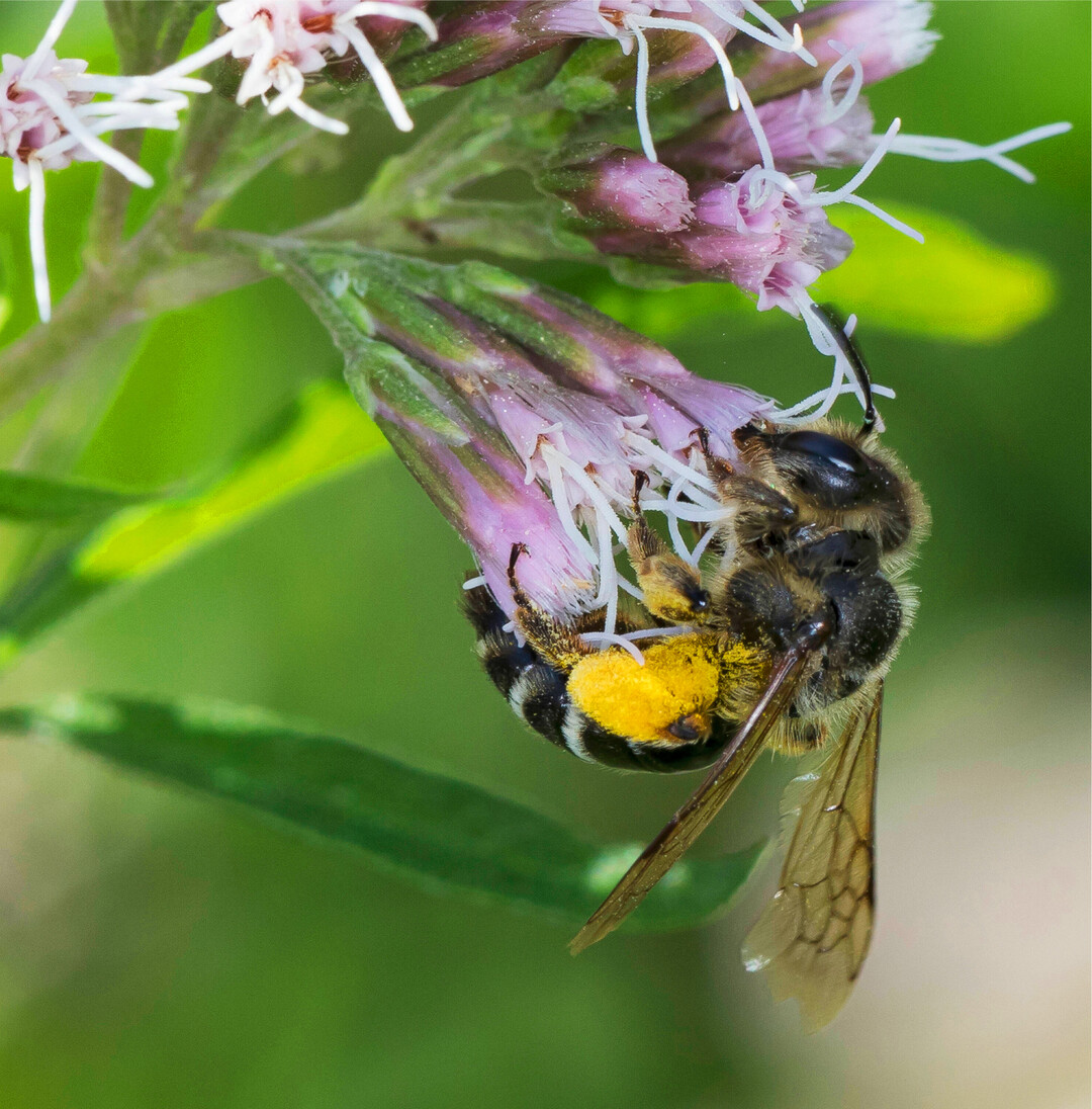 Die meisten Menschen kennen Honigbienen. Wie viele unterschiedliche Wildbienenarten es gibt, wissen die Wenigsten. Eine neue Smartphone-App soll die Bestimmung der unterschiedlichen Arten erleichtern und so zum Schutz der bedrohten Bestäuber beitragen. Mit Wildbienen Id BienABest" können Interessierte rund einhundert der häufigsten und auffälligsten Wildbienen in Deutschland identifizieren. Die App kann kostenlos im Google Playstore und im Apple-Store herunterladen werden.