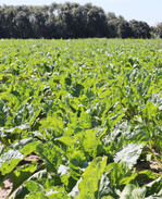 Bei zu hohen Temperaturen sollten die Rüben nicht behandelt werden.