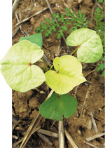 Rückstände mancher Herbizide können das Wachstum nachfolgender Kulturen beeinträchtigen.