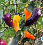 Johannes Henzler führt einen Versuch mit acht verschiedenen Chilisorten durch.