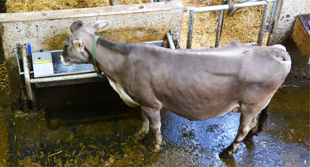 Tränken werden meistens in einer Höhe von 80 Zentimetern angebracht, so dass die Wasserfläche für die Kühe gut erreichbar ist.
