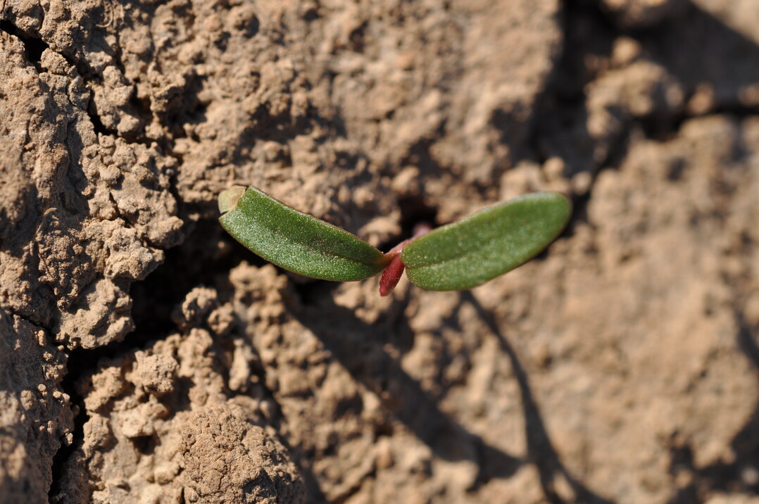 Windenknöterich ist im Keimblattstadium noch gut zu bekämpfen ....