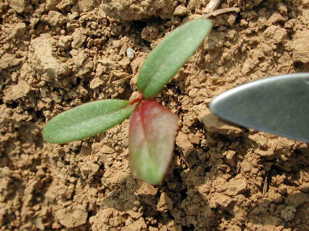 ... später wird es schwierig