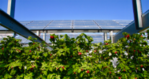 Bei der Schweizer Forschungsanstalt Agroscope startet ein Agri-Fotovoltaik-Pilotprojekt in Erdbeer- und Himbeerkulturen in Zusammenarbeit mit dem Schweizer Start-up Insolight und Romande Energie.