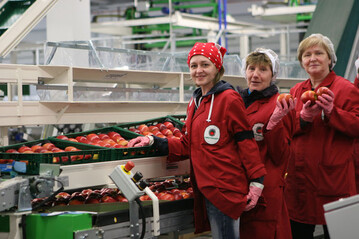 Bis auf wenige Restposten sind die pfel der letztjhrigen Ernte sortiert und vermarktet. 