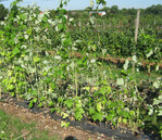 Himbeerkultur auf relativ niedrigem Damm nach dem Auslichten.