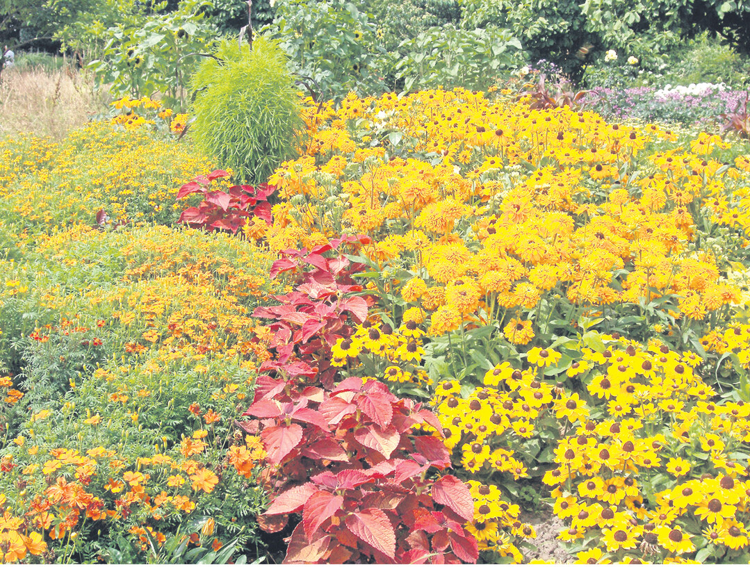 Mit einjährigen Sommerblumen füllen Sie ganze Blumenbeete oder stopfen Lücken im Blumenbeet. Klassiker in Gelb sind die verschiedenen Sonnenhutvariationen (Rudbeckia, rechts), rote Blätter spenden Buntnesseln und in Orange oder gelb blühen Tagetes (links).