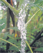 Wachsüberzug mit Larven