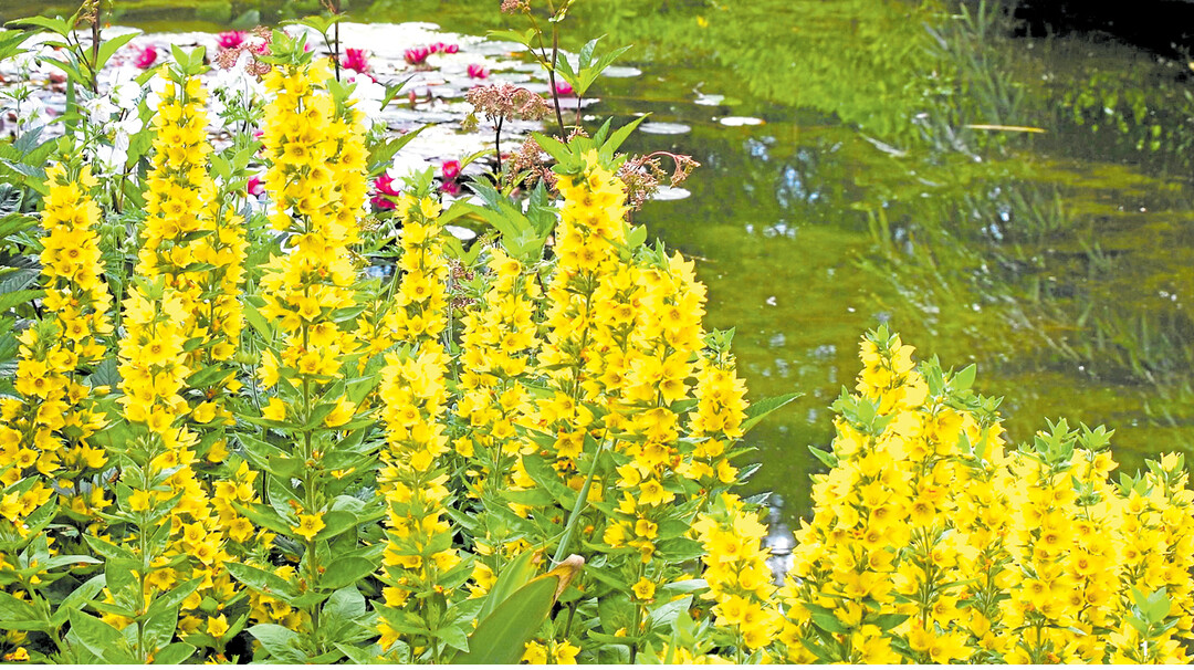 Feuchte Böden am Uferrand des Teiches im Halbschatten sind ideal für den Goldfelberich (Lysimachia punctata).