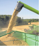 In der Tendenz bringen intensiv geführte Getreidebestände in dieser Ernte die höheren Erträge und die gesündere Ware.