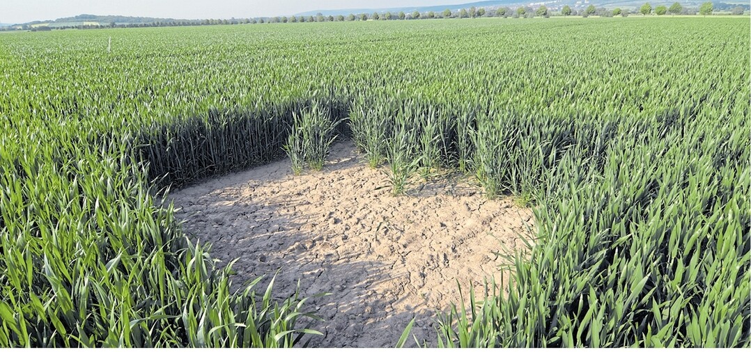 Sieht aus, als ob der Landwirt beim Säen geschlampt hätte: Ein Lerchenfenster. Die Bodenbrüter nutzen diese eigens für sie angelegten Freistellen im Feld zum Starten und Landen.