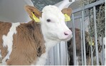 Intensiv gefütterte Kälber erkranken während der Aufzucht weniger als beschränkt gefütterte Jungtiere. Das dokumentieren zahlreiche Studien.