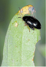 Der typische Lochfraß des Rapserdflohs an Blättern ist nicht zu übersehen.