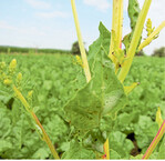 Schosserrüben können den Rübenanbau in kurzer Zeit unrentabel machen. Deshalb: raus damit.