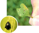 Der Rapserdfloh (links) frisst sich durch die Blätter junger Rapspflanzen. Typisch dafür sind die meist kreisrunden Löcher (oben).