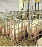 Künftig werden Selbstfang-Besamungsstände in die Zuchtställe eingebaut werden.