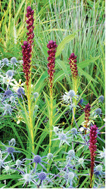 Der blaue Kleine Mannstreu (Erygium planum ‚Blauer Zwerg) kontrastiert mit der rosten Prachtscharte (Liatris spicata).