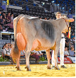 Champion der Rasse Braunvieh: Erafax-Tochter Fuchsi von Bernhard Fuchs, Eglofs.