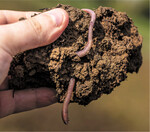 Achten Sie auf eine möglichst regenwurmfreundliche Bodenbearbeitung.