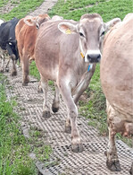 Die Loch-Gummimatte Lomax ist 24 mm stark und in der Abmessung 110 x 175 cm verfügbar. Die Lochgröße beträgt 3,0 cm.