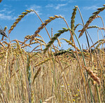 Der Sonne entgegen: Biodinkel genießt gegenwärtig eine komfortable Nachfrage, die Erzeugerpreise sind attraktiv.