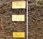 Eine typische Braunerde. Die Abkürzungen stellen die üblicherweise in der Bodenkunde verwendeten Bezeichnungen der Horizonte dar.