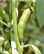 Ackerbohnen lassen sich gerne von Hummeln befruchten.