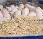 Organisches Beschäftigungsmaterial wird ab August für alle Schweine und Haltungskategorien vorgeschrieben. Neu sind dabei nicht nur strengere Vorgaben zur Qualität, sondern auch zum Umfang der Beschäftigung.