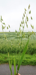 Der Haferanbau in Baden-Württemberg ist das zweite Jahr in Folge gewachsen. Trendige Lebensmittel wie Milchersatzgetränke helfen dem alten Korn auf die Sprünge.