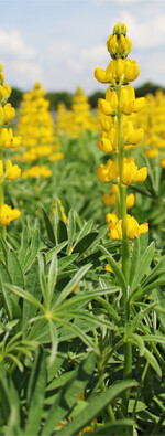 Lupinen werden als Druschfrüchte noch unterschätzt.