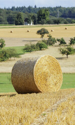 Die Mähdrescher sind weitergezogen in die mittleren und späteren Lagen. In den Frühdruschgebieten ist die Ernte beendet.